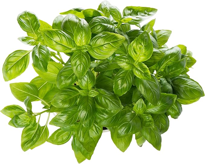 TotalGreen Holland | Herb Trio Grow Kit | Grow Basil Plant, Parsley and Chives this Summer | Grow a Herb Garden From Seed in Terra Cotta Pots | Non-GMO Live Plants