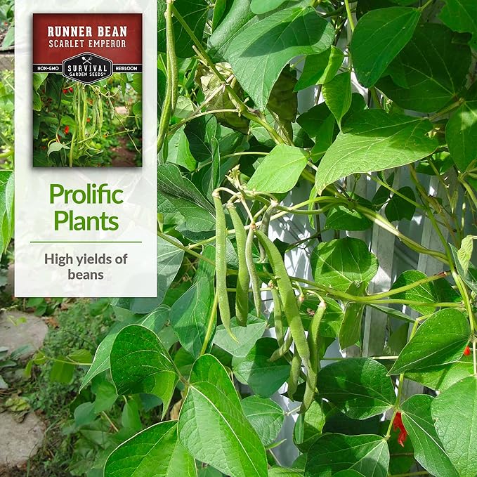 Scarlet Emperor Bean Seeds for Planting - Red Flowering Pole Beans & Ornamental Climbing Vine - Heirloom Non-GMO Pollinator-Friendly Variety for Vegetable Gardens - Survival Garden Seeds (3 Packs)