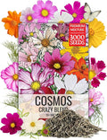 Seed Needs Flower Seeds Cosmos Crazy Blend No Filler 10+ Varieties Cosmos | Cosmo Bipinnatus Open Pollinated Untreated | Resealable Packaging Keeps Seeds Fresh | Bulk Cosmos Flowering Seed Mix