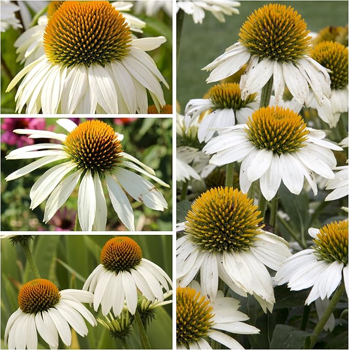 Seed Needs White Swan Coneflower Seeds for Planting Echinacea - Heirloom & Open Pollinated Perennial Flower - Attract Pollinators to a Butterfly Garden (1 Pack)