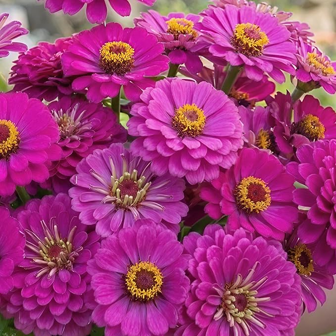 Seed Needs Zinnia Seeds Violet Queen Variety Fast Blooming | 5,000+ Heirloom & Open Pollinated Seeds | Annual Cut Flowers Large Blooming | Bulk