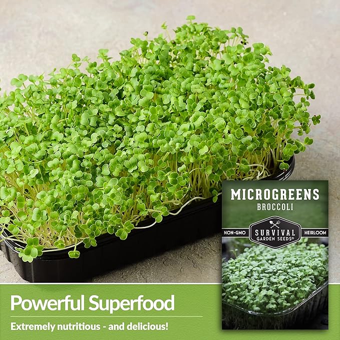 Broccoli Microgreen Seeds for Planting - Non-GMO Heirloom Broccoli Seeds to Grow Microgreens - Indoors or Hydroponic - Fast Sprouting, Nutrient Dense - Survival Garden Seeds (2 Packs)