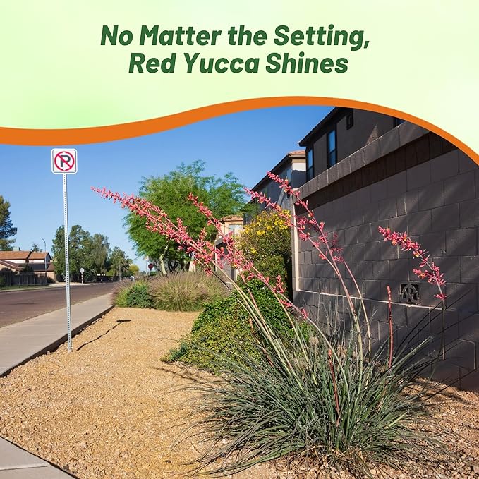 Outsidepride Red Yucca Seeds for Planting - 50 Pcs Drought Tolerant Flower Seeds with Evergreen Foliage & Pollinator-Friendly Flowers, for Xeriscaping, Dry or Sandy Landscapes