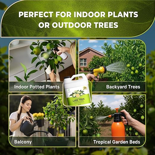 Leaves and Soul Professional Lime Tree Fertilizer Liquid Concentrate - 6-4-6 Blend for Fruit Tree Fertilizer, Garden - Liquid Plant Food for Lime Trees in Pots or Outdoors - 32oz