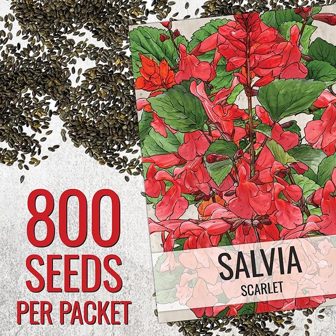 Seed Needs Salvia Seeds for Planting Scarlet Sage Flowers - Heirloom & Open Pollinated Perennial Wildflower Seed to Plant an Outdoor Butterfly Garden to Attract Pollinators (10 Packs)
