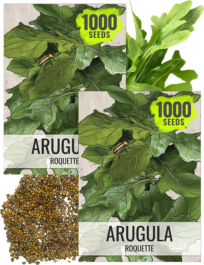 Seed Needs Arugula Seeds for Planting Roquette/Rocket - Non-GMO Heirloom & Untreated - Grow an Outdoor Herb/Vegetable Garden for Home Grown Produce (2 Packs)
