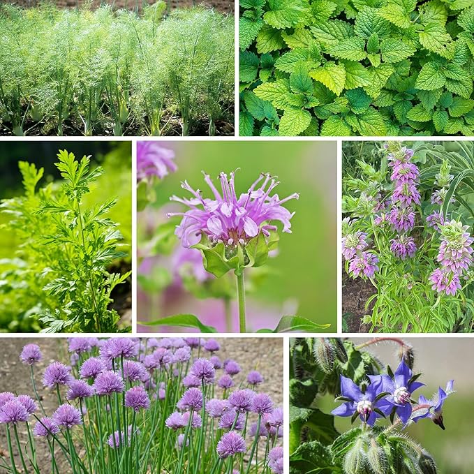 Groundio 15 Herb Seeds Variety Pack | 5,700+ Non-GMO Heirloom Seeds for Planting Indoor & Outdoor | Culinary Collection | Grow Your Own Garden | Gardening Gift