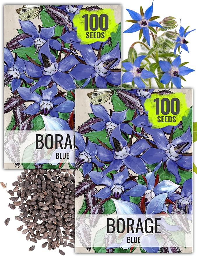 Seed Needs Borage Seeds for Planting Blue Star Flowers - Heirloom Non-GMO & Untreated - Plant a Home Grown Flowering Herb Garden Attract Bees, Butterflies & Other Pollinators (2 Packs)