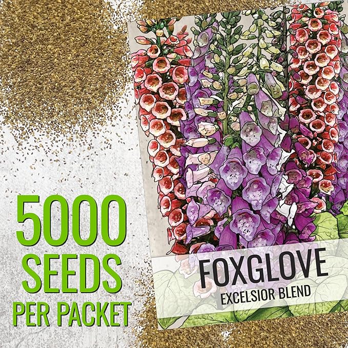 Seed Needs Foxglove Seeds for Planting Excelsior Mix Fox Glove - Heirloom & Open Pollinated Flowers to Plant an Outdoor Butterfly Garden with Colorful Wildflowers (1 Pack (5,000 Seeds))