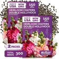 KVITER 300 Chaters Hollyhock Seeds for Planting (Alcea rosea), 2 Pack - Heirloom | Tall Blooms | Pollinator Magnet - Double Hollyhocks Flower Seeds to Plant Outside in Garden, Cottage Borders