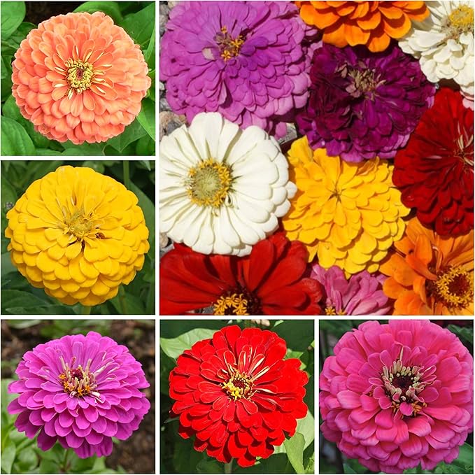 Seed Needs Zinnia Seeds for Planting California Giants Zinnias Blend - Heirloom & Open Pollinated Flowers to Grow an Outdoor Wildflower Butterfly Garden to Attract Pollinators (2 Packs)