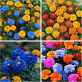 1500+ Mixed Marigold Seeds for Planting - African Marigold Seeds French Marigold Non-GMO Heirloom Garden Flower to Plant Open Pollinated Annual Flowers