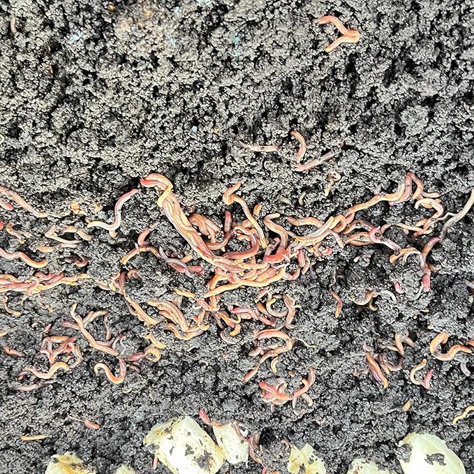 100 Live Red Wiggler Composting Worms – Starter Pack for Vermicomposting, Worm Bin & Garden Soil Improvement | Compost Worms for Organic Gardening or Fishing Bait