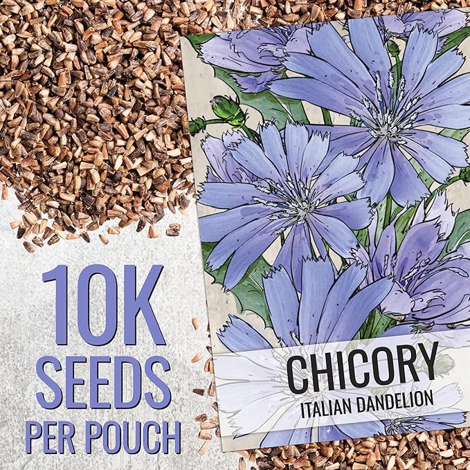 Seed Needs Chicory Seeds for Planting Cichorium intybus - Heirloom & Open Pollinated Wildflowers to Grow a Butterfly Garden that Attracts Butterflies, Bees & Other Pollinators (XL Pack)