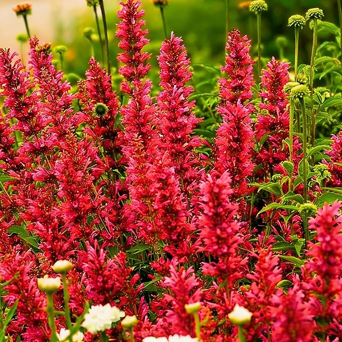 Hyssop Seeds for Planting,Rare Hummingbird Mint Flower Seed, 100+ Agastache Flower Seeds, Perennial Flower Plants, Non-GMO Fragrant Agastache Seed for Outdoor Garden