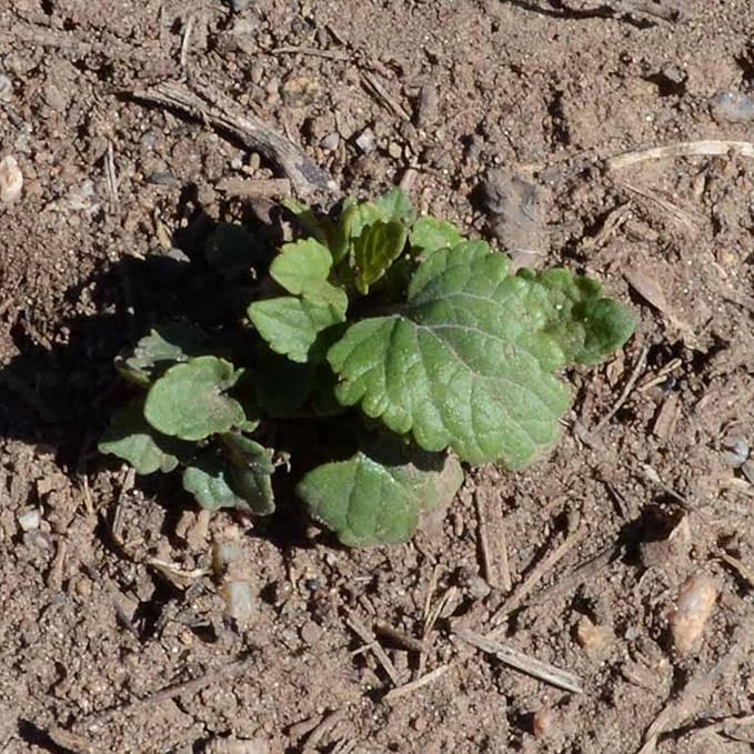 Seed Needs Anise Hyssop Seeds for Planting Agastache foeniculum - Non-GMO Heirloom & Untreated - Grow a Medicinal/Culinary Herb Garden for Tea & Essential Oils (2 Packs)