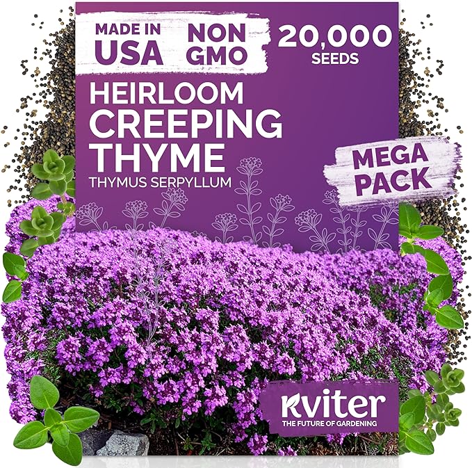 KVITER 20,000 Creeping Thyme Seeds (Thymus Serpyllum) – Wild Thyme, Aromatic Ground Cover, Purple Perennial Flower Seed Packets – Great Non GMO Herb Seeds for Outdoor Garden, Landscapes & Paths
