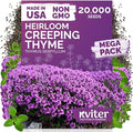 KVITER 20,000 Creeping Thyme Seeds (Thymus Serpyllum) – Wild Thyme, Aromatic Ground Cover, Purple Perennial Flower Seed Packets – Great Non GMO Herb Seeds for Outdoor Garden, Landscapes & Paths