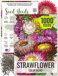 Seed Needs Strawflower Seeds for Planting - Heirloom & Open Pollinated Annual Flower Seed - Grow a Colorful Mix of Wildflowers for a Butterfly Garden, Bouquets & Floral Arrangements (1 Pack)