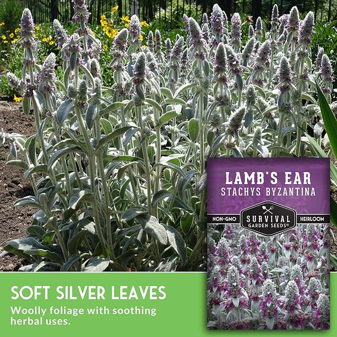 Lamb's Ear Seeds for Planting - 5 Packets with Instructions to Plant and Grow Shade and Drought Tolerant Wooly Betony in Your Home Garden - Non-GMO Heirloom Variety - Survival Garden Seeds