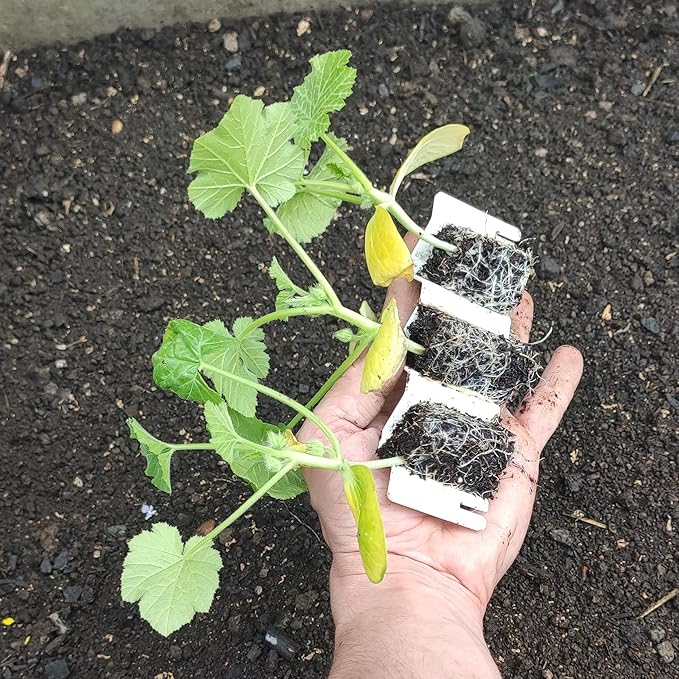 Garden Works SproutJoy Seed Starting Kit