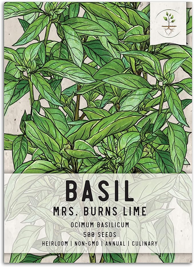 Seed Needs Lime Basil Seeds for Planting - Non-GMO Heirloom & Untreated Culinary Herb Seed to Plant an Indoor or Outdoor Home Grown Kitchen Garden (1 Pack)