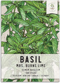 Seed Needs Lime Basil Seeds for Planting - Non-GMO Heirloom & Untreated Culinary Herb Seed to Plant an Indoor or Outdoor Home Grown Kitchen Garden (1 Pack)