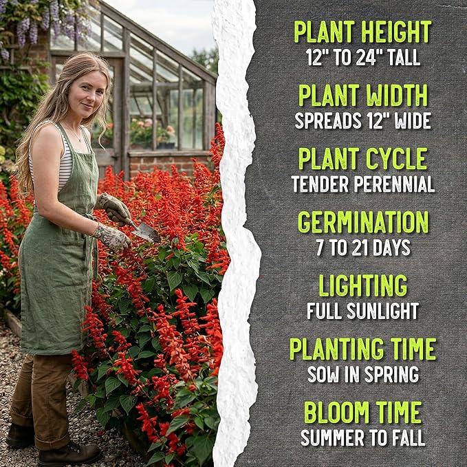 Seed Needs, Scarlet Red Sage Seeds - 800 Heirloom Seeds for Planting Salvia coccinea - Perennial Wildflower for an Outdoor Garden, Open Pollinated & Attracts Pollinators (2 Packs)