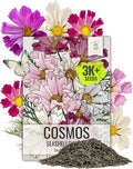 Seed Needs Seashells Cosmos Seeds Multicolored Flower Seed Blend | 3,000+ Heirloom Seeds for Planting Cosmo Bipinnatus Open Pollinated | Unique Mixed Colors Tubular Blooms Attract Pollinators | Bulk