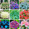 310+ USA Premium Rare Hosta Flower Seed for Planting Outdoors Garden Home Beauties