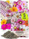 Seed Needs Flower Seeds Cosmos Crazy Blend No Filler 10+ Varieties | Cosmo Bipinnatus Open Pollinated Untreated | Resealable Packaging Keeps Seeds Fresh | Cosmos Flowering Seed Mix (5 Bulk Packs)