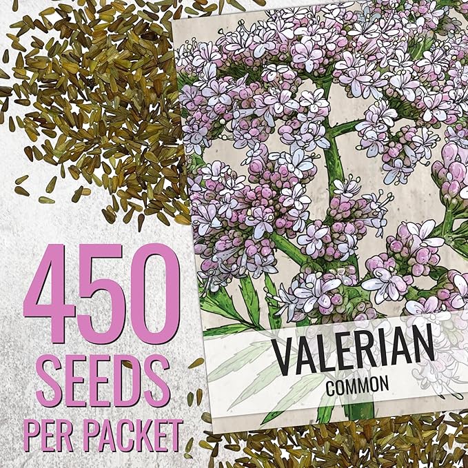 Seed Needs Valerian Seeds for Planting Stink Root Plants - Non-GMO Heirloom & Untreated Perennial Medicinal Herb Seed to Plant a Home Grown Outdoor Garden (2 Packs)