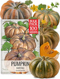Seed Needs Fairytale Pumpkin Seeds for Planting | Non-GMO Heirloom & Untreated | Bulk French Pumpkins Seed to Plant an Outdoor Home Grown Pumpkin Patch