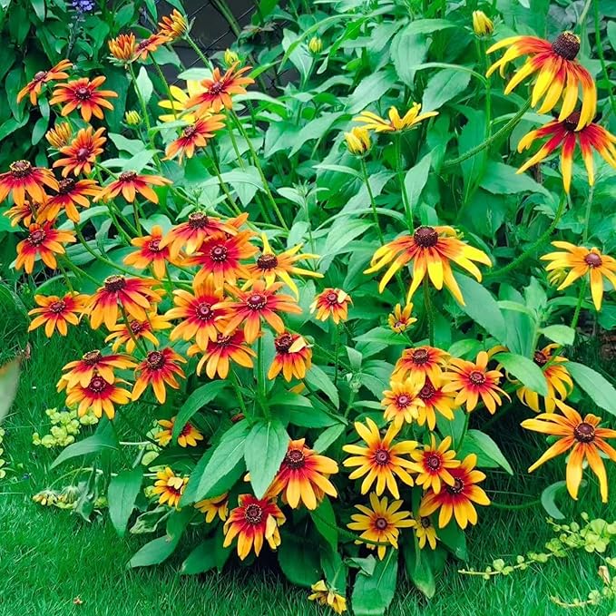 500 Black Eyed Susan Seeds – Rustic Orange & Yellow Rudbeckia Autumn Garden Flower, Heirloom, Non-GMO