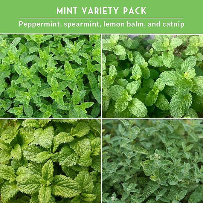 Survival Garden Seeds Mint Collection Seed Vault - Peppermint, Spearmint, Lemon Balm and Catnip Seeds - Grow Herbal Tea & Culinary Herbs - Non-GMO Heirloom Herbs for Outdoor and Indoor Gardens