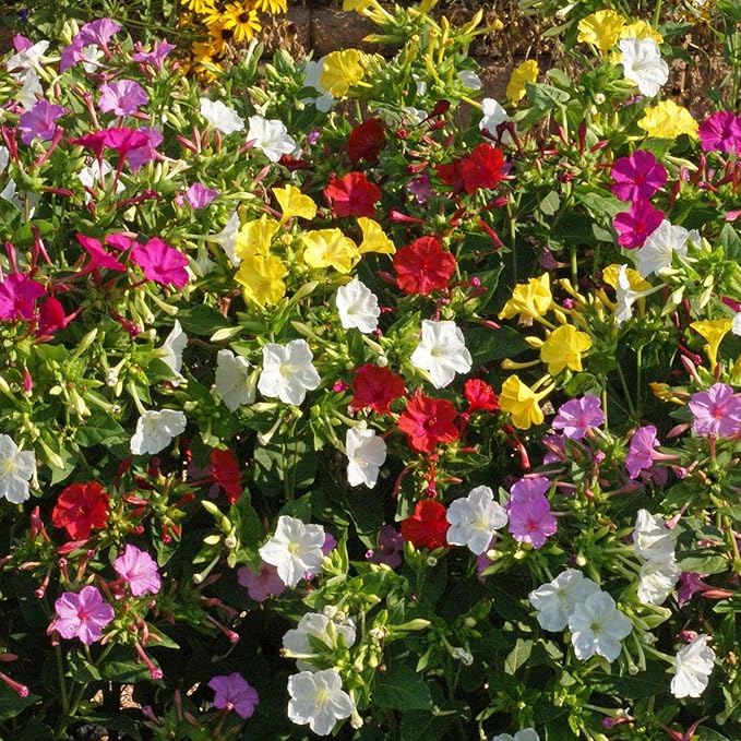 Outsidepride Mixed Four O'clock Flower Seeds - 1/4 lb Perennial Fragrant, Trumpet-Shaped Blooms, Deer-Proof & Easy to Grow, for Pollinator & Evening Gardens, Containers, Hedges, or Borders