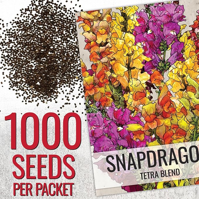 Seed Needs, Mixed Tetra Snapdragon Seeds - 1,000 Heirloom Seeds for Planting Antirrhinum majus - Annual Flowers to Attract Butterflies, Bumblebees, Honeybees & Other Pollinators (5 Packs)