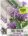 Seed Needs Bee Balm Seeds for Planting Wild Bergamot - Heirloom & Open Pollinated Perennial Flowers to Grow a Butterfly Garden to Attract Bees, Butterflies & Other Pollinators (5 Packs)