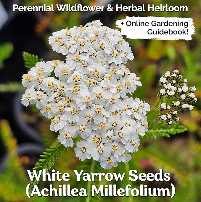 KVITER 2000 White Queen Anne's Lace Seeds (Ammi Majus), 2 Pack – Bishop Flower, Heirloom, Non GMO & Organic Wildflower, False Queen Annes Lace, Pollinator-Friendly Flower Seeds to Plant Outside Garden