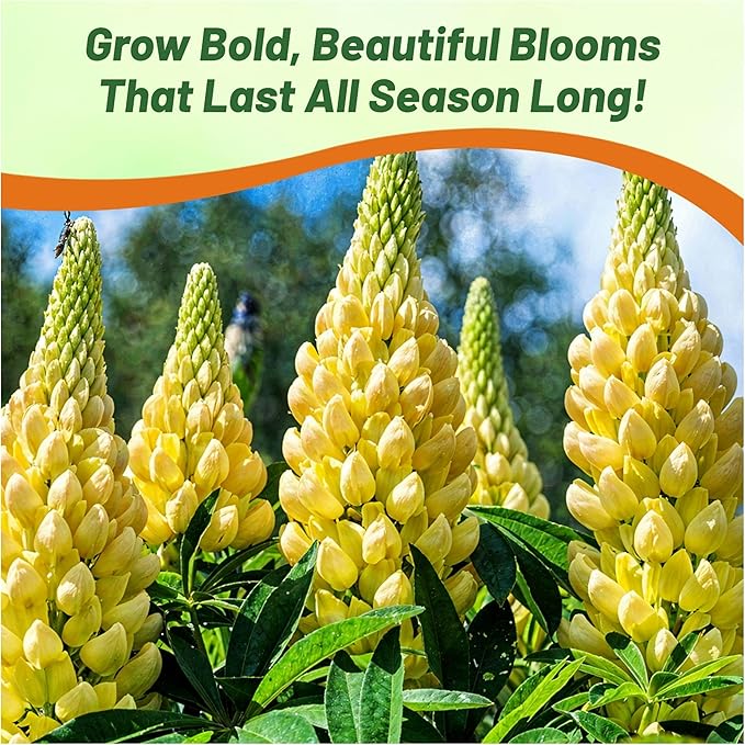 Outsidepride Chandelier Yellow Russells Lupine Seeds - 500 Pcs Perennial, Self-Sowing, Cold Hardy & Frost Tolerant Wildflower Seeds for Fall Planting, Ideal for Attracting Pollinators & Hummingbirds