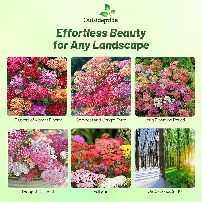 Outsidepride Summer Berries Mix Yarrow Seeds – 2000 Pcs. Perennial, Versatile, Clump-Forming, & Drought Tolerant Flower Seeds for Planting Fragrant & Vibrant Blooms, Ideal for Pollinator Gardens