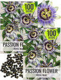 Seed Needs, Royal Blue Passion Flower Seeds - 100 Heirloom Seeds for Planting Passiflora caerulea - Open Pollinated Tropical Vine Produces Exotic Blooms (2 Packs)