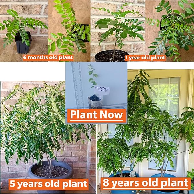Curry Leaf Plant. Live Plant. Fragrant, Beautiful, Edible. Easy Grow. Indian Cooking Must Have. Murraya Koenigii. (1 Cup)