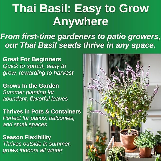 TKE Farms & Gardens - Thai Basil Seeds for Planting, 500+ Non-GMO Heirloom Seeds, Easy-to-Grow Herb, Indoor & Outdoor Gardening, Perfect for Home Chefs and Asian Cuisine, Instructions Included