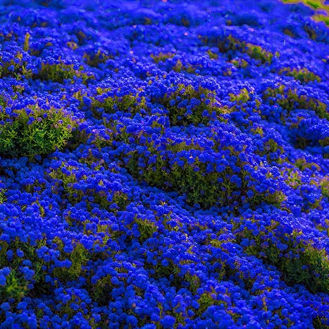 2000+ Rare Creeping Thyme Seeds for Planting - Heirloom Ground Cover Plants Fresh Home and Garden