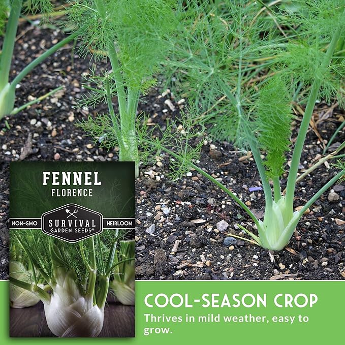 Fennel Seed for Planting - 2 Packets with Instructions to Grow Cool-Weather Florence Fennel (Finnochio) in Your Home Vegetable Garden - Non-GMO Heirloom Variety - Survival Garden Seeds