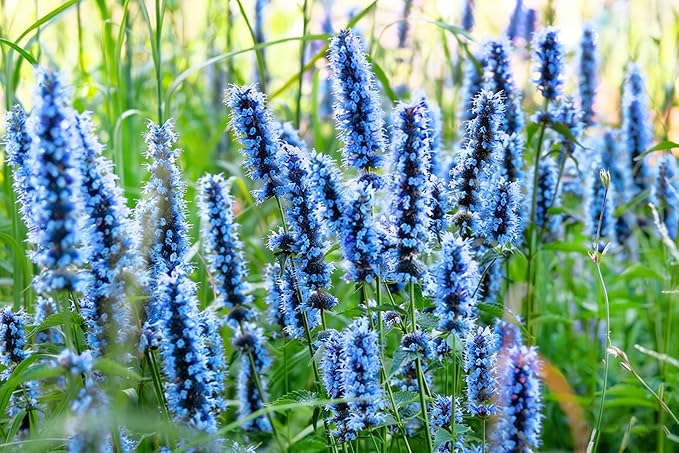Hyssop Seeds for Planting,Rare Hummingbird Mint Flower Seed, 100+ Agastache Flower Seeds, Perennial Flower Plants, Non-GMO Fragrant Agastache Seed for Outdoor Garden