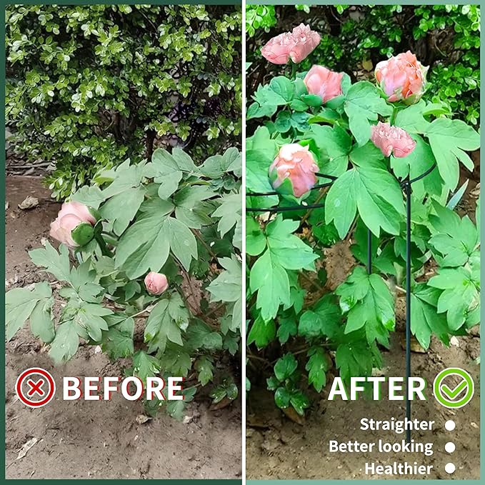SYITCUN 8pack Peony Cages and Supports, 14 x 32 Inch Four Legs Peony Cage, Heavy-Duty Peonies Support Cages, Peony Ring for Roses, Hydrangeas, Sage, Peonies, Cucumbers, Tomato