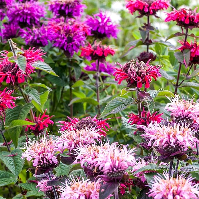 Seed Needs Panorama Mixed Bee Balm Seeds for Planting - Heirloom & Open Pollinated Perennial - Mixture of Colorful Flowers to Grow a Butterfly Garden (2 Packs)