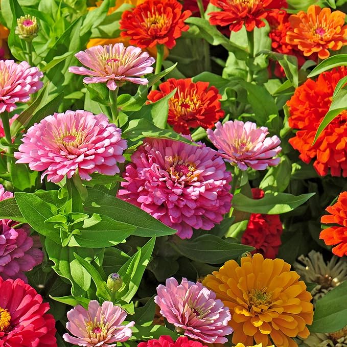 The Old Farmer's Almanac Zinnia Seeds (Dahlia Mix) - Approx 200 Flower Seeds - Premium Non-GMO, Open Pollinated, USA Origin